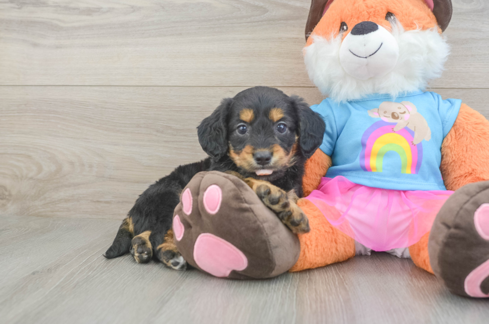 5 week old Mini Goldendoodle Puppy For Sale - Premier Pups