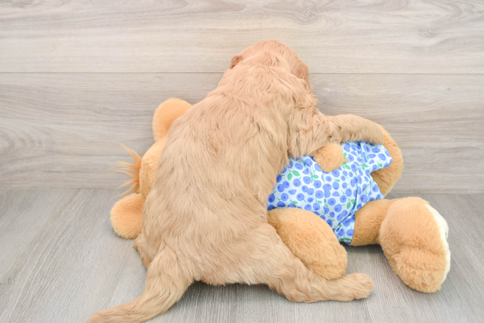 Mini Goldendoodle Puppy for Adoption