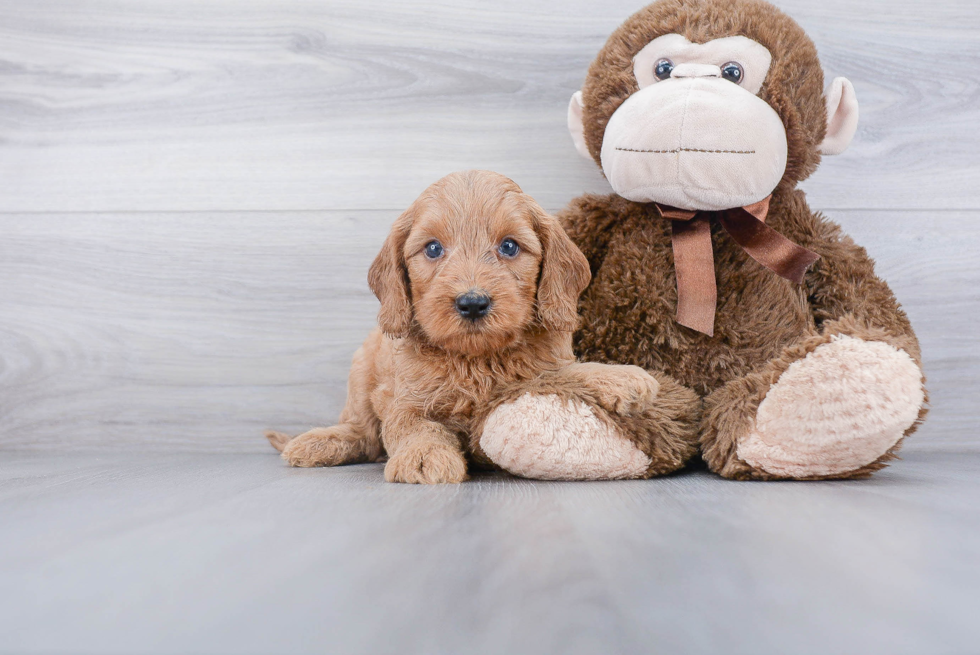 Best Mini Goldendoodle Baby