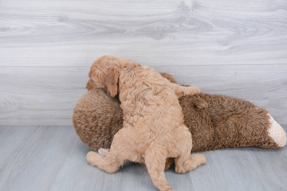 Mini Goldendoodle Puppy for Adoption