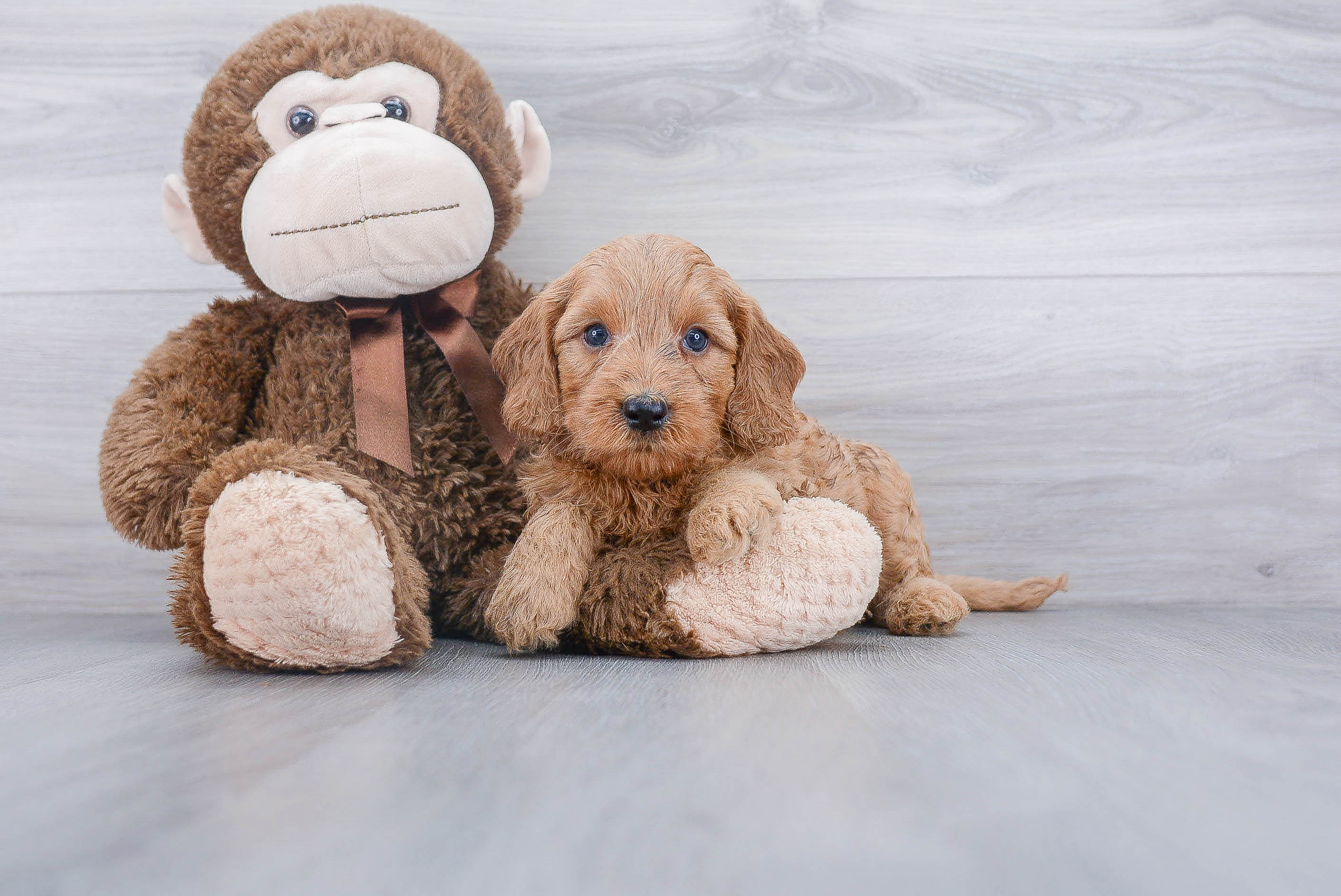 Playful Golden Retriever Poodle Mix Puppy