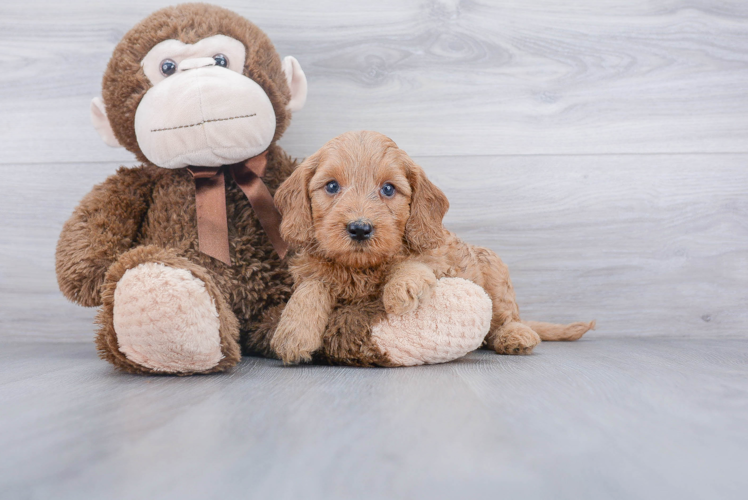 Playful Golden Retriever Poodle Mix Puppy