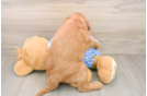 Mini Goldendoodle Pup Being Cute