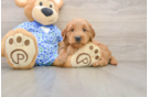 Playful Mini Groodle Poodle Mix Puppy