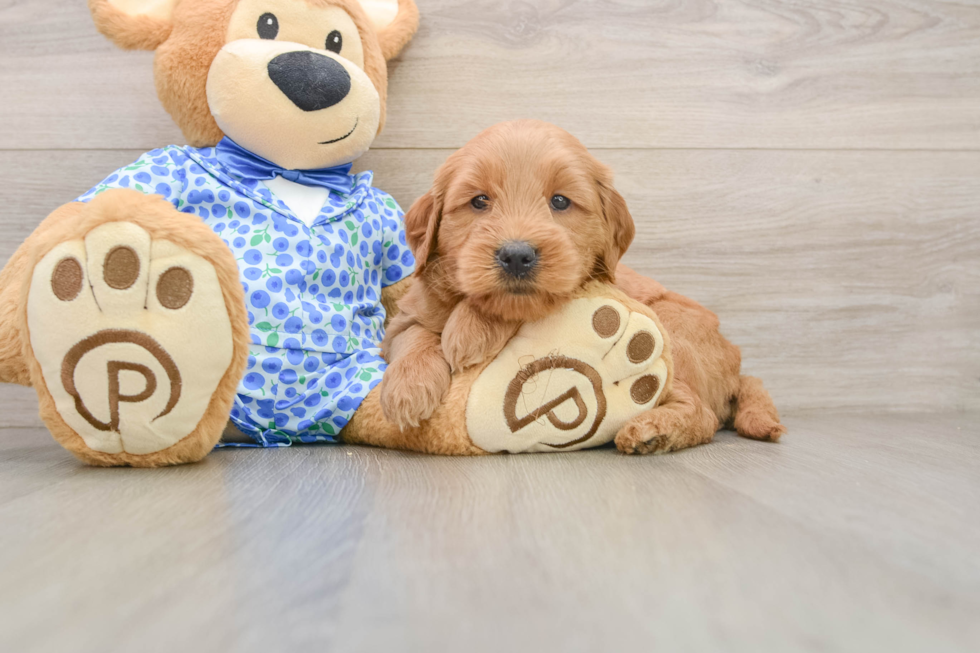Playful Mini Groodle Poodle Mix Puppy