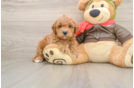 Mini Goldendoodle Puppy for Adoption
