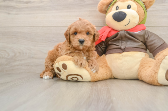 Mini Goldendoodle Puppy for Adoption