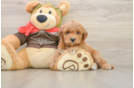 Mini Goldendoodle Pup Being Cute