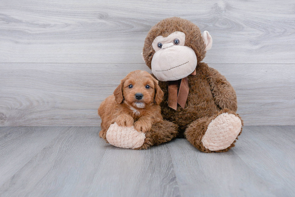 Cute Mini Goldendoodle Baby