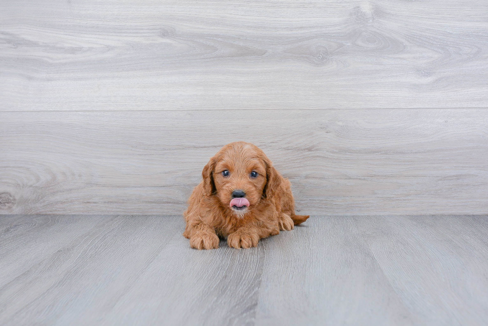 Mini Goldendoodle Puppy for Adoption