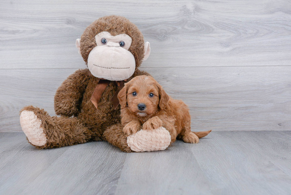 Best Mini Goldendoodle Baby