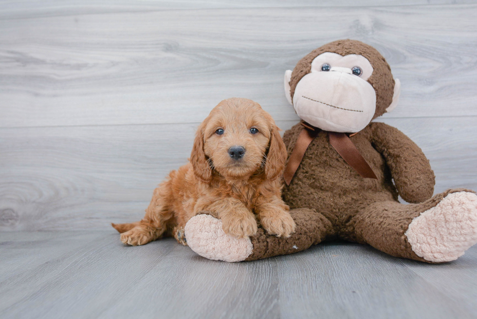 Little Golden Retriever Poodle Mix Puppy