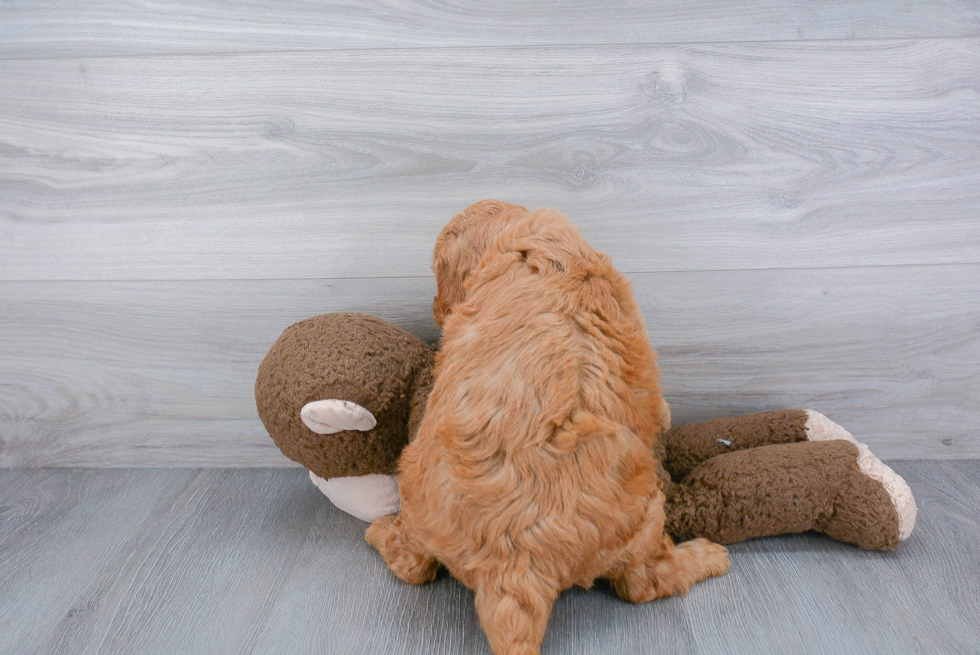 Playful Golden Retriever Poodle Mix Puppy