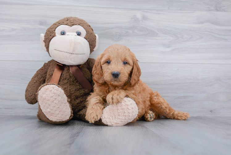 Small Mini Goldendoodle Baby