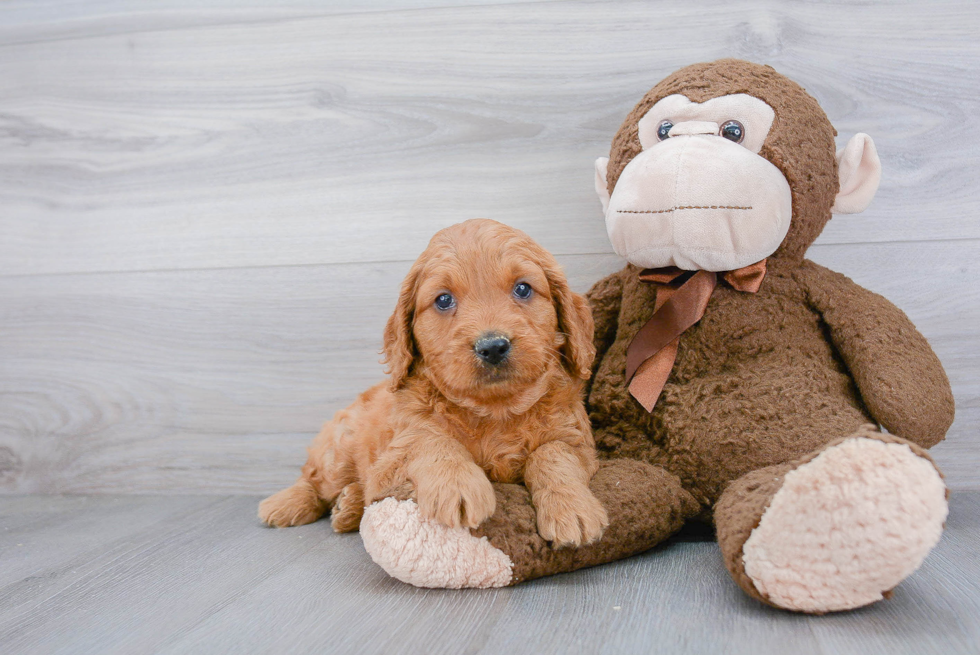 Mini Goldendoodle Pup Being Cute