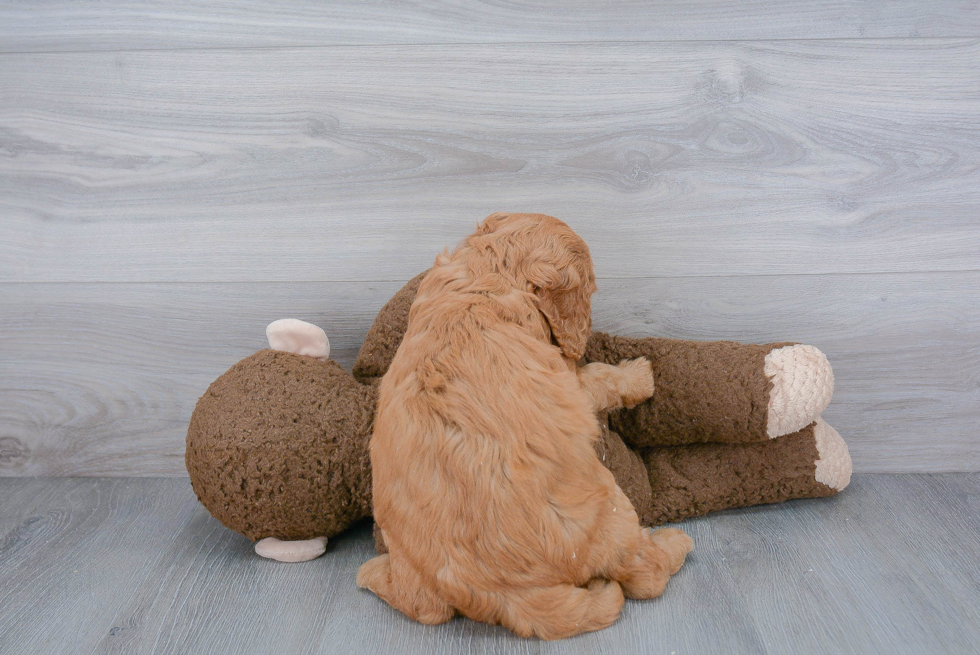 Best Mini Goldendoodle Baby