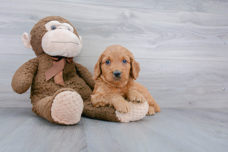 Mini Goldendoodle Pup Being Cute