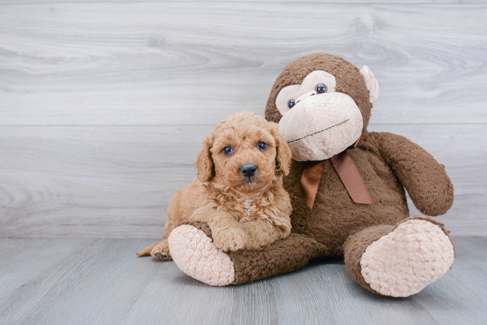 Popular Mini Goldendoodle Poodle Mix Pup