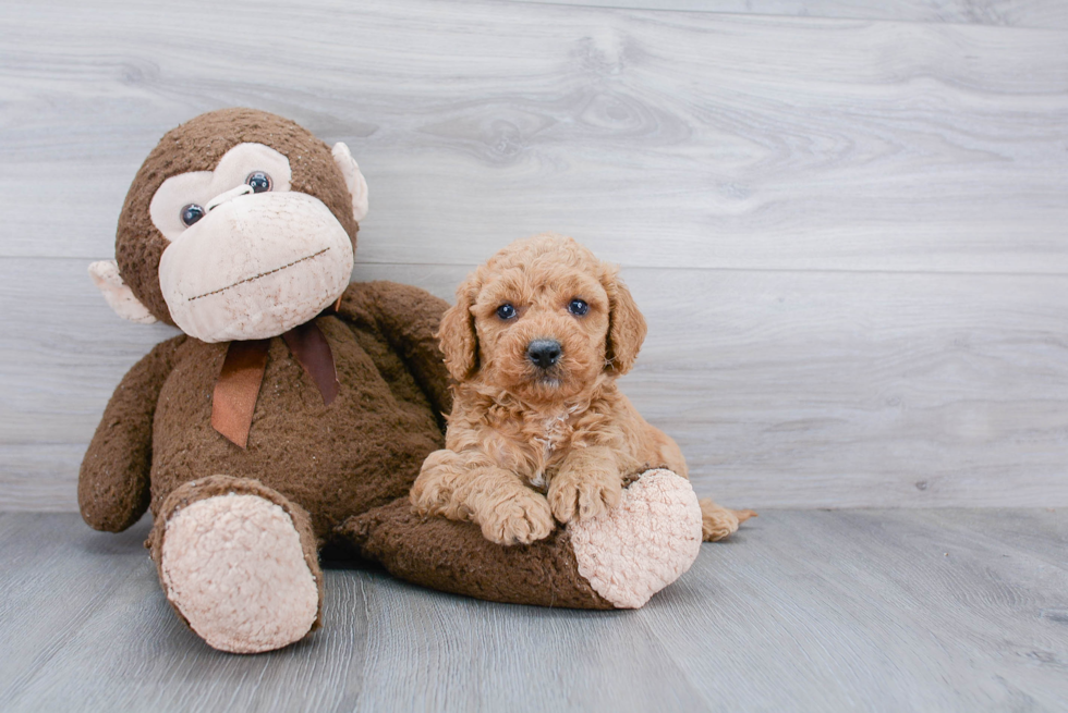 Smart Mini Goldendoodle Poodle Mix Pup