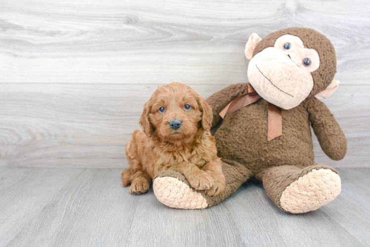 Funny Mini Goldendoodle Poodle Mix Pup