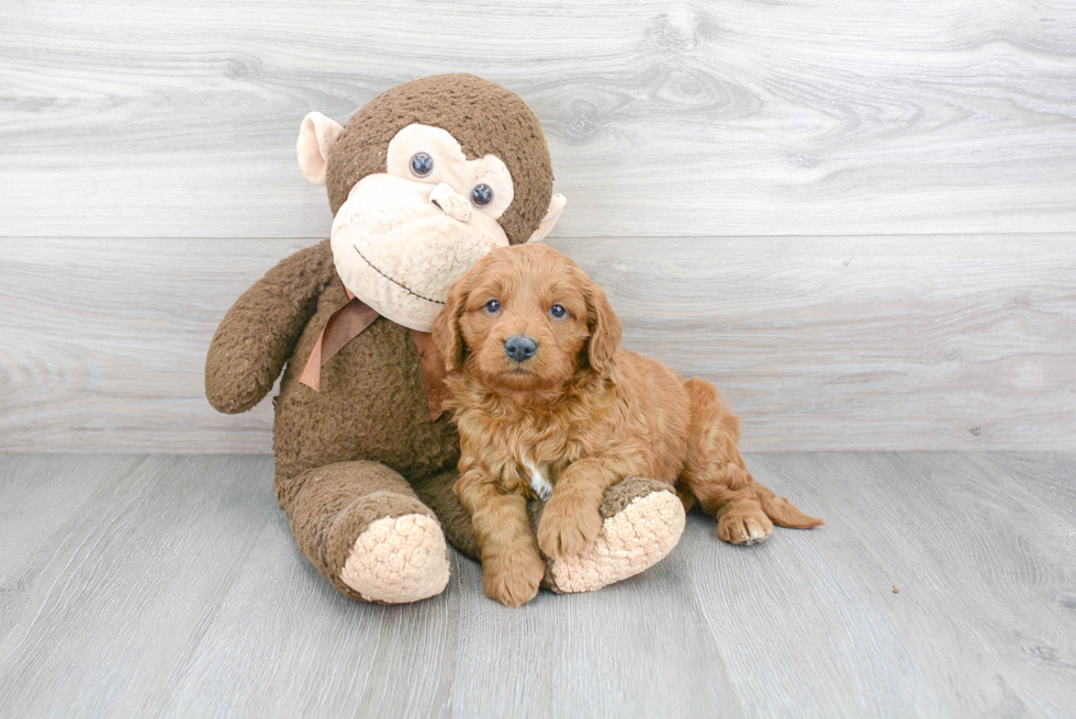 Little Golden Retriever Poodle Mix Puppy