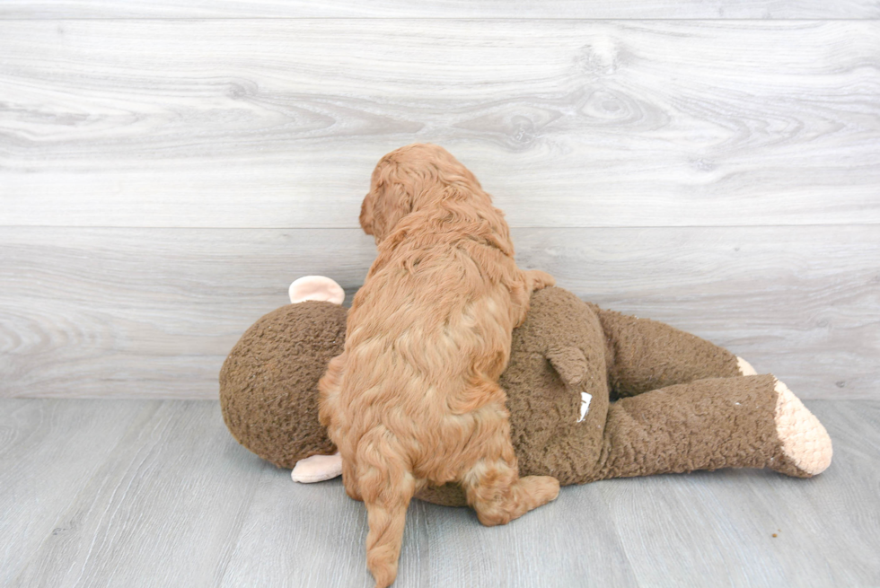 Cute Mini Goldendoodle Baby