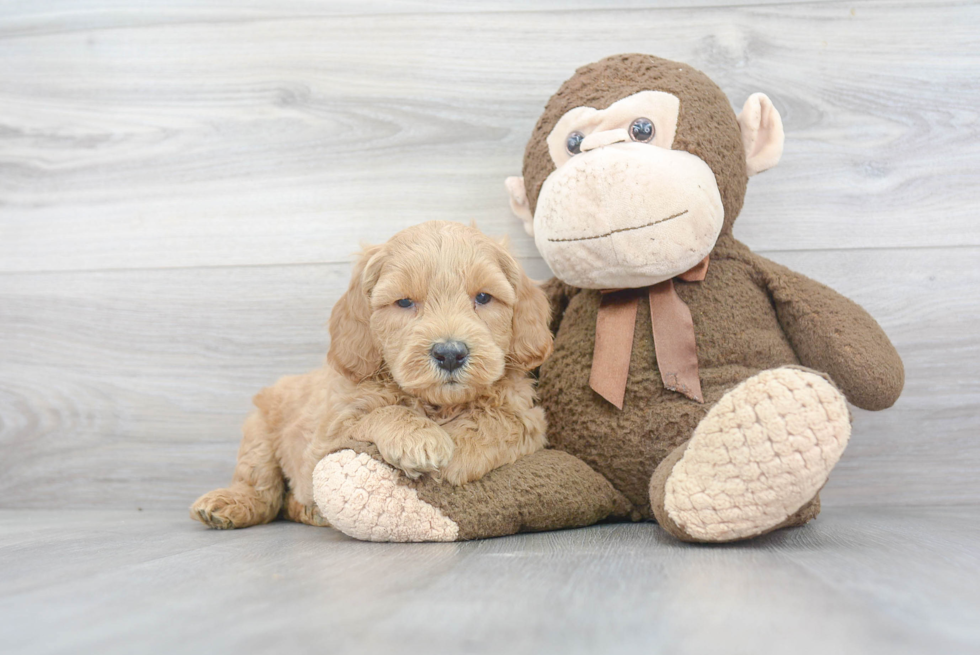 Mini Goldendoodle Pup Being Cute