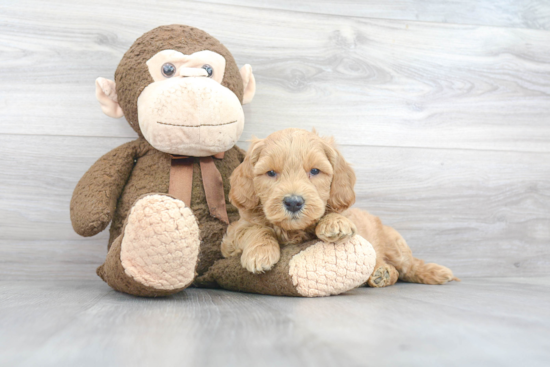 Mini Goldendoodle Puppy for Adoption