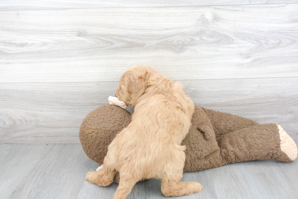 Mini Goldendoodle Pup Being Cute