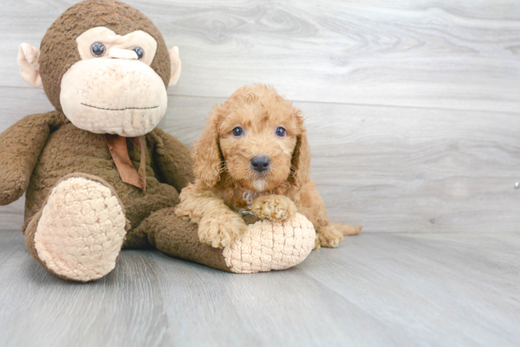 Mini Goldendoodle Pup Being Cute