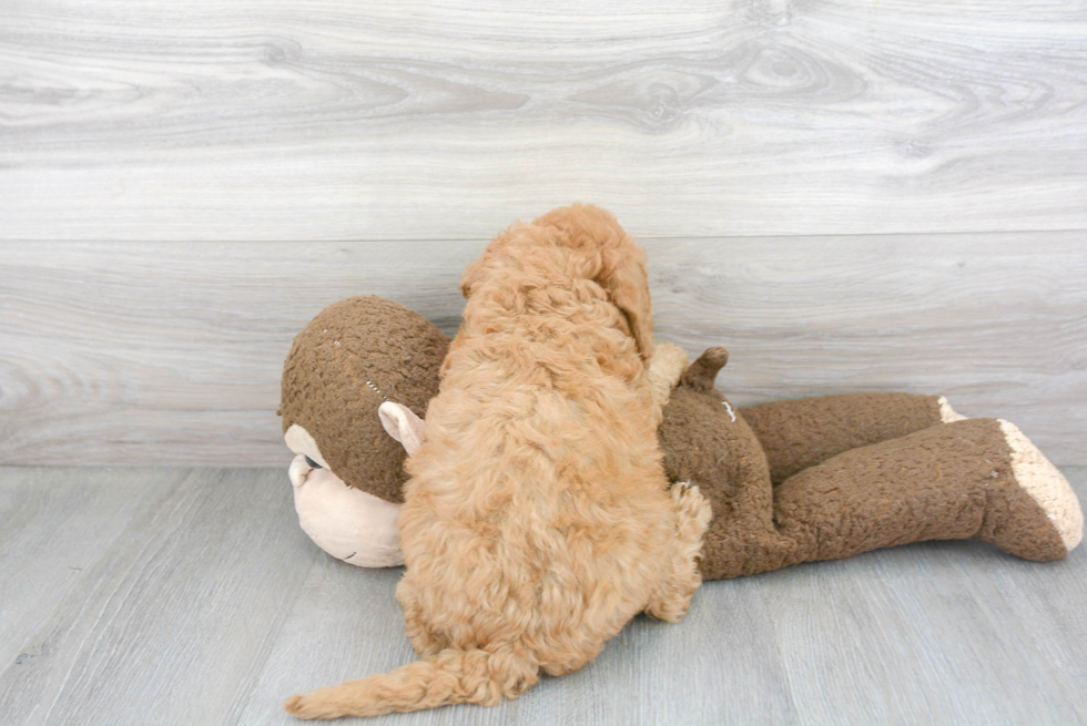 Sweet Mini Goldendoodle Baby