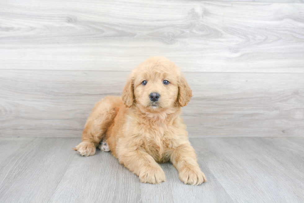 Smart Mini Goldendoodle Poodle Mix Pup