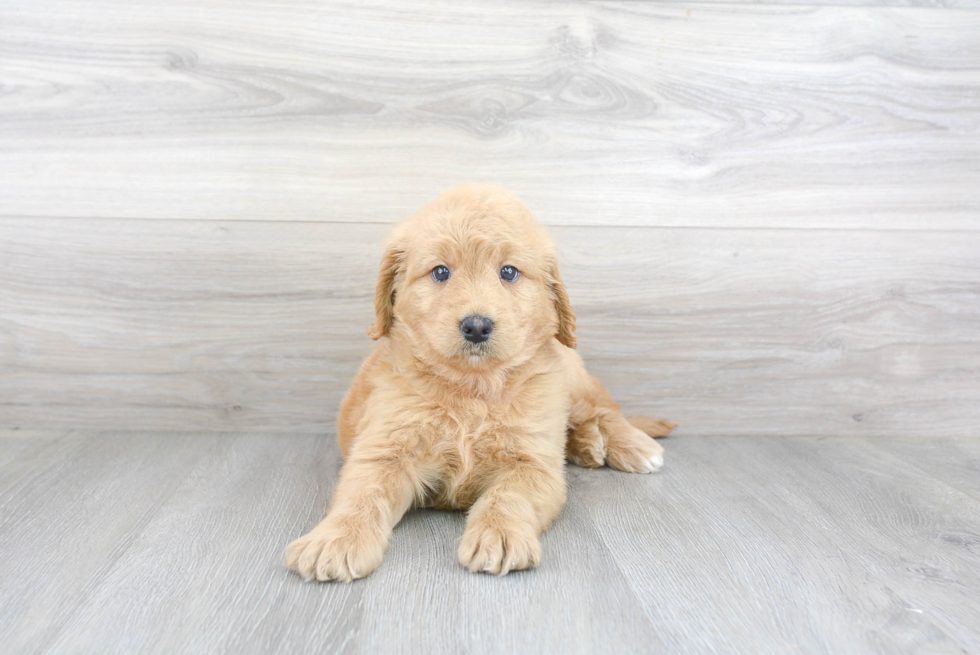 Best Mini Goldendoodle Baby