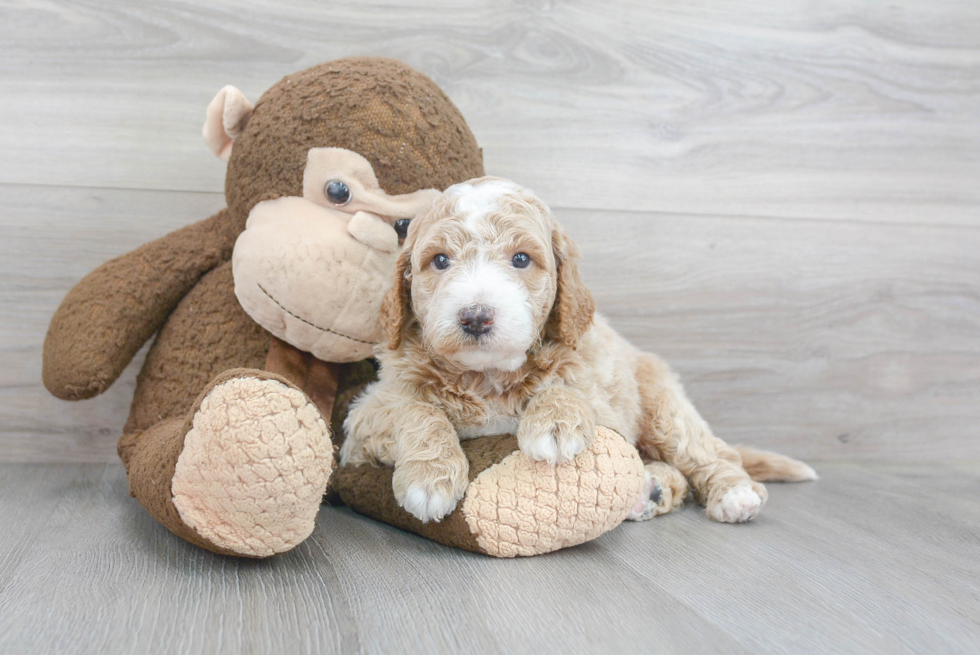 Petite Mini Goldendoodle Poodle Mix Pup