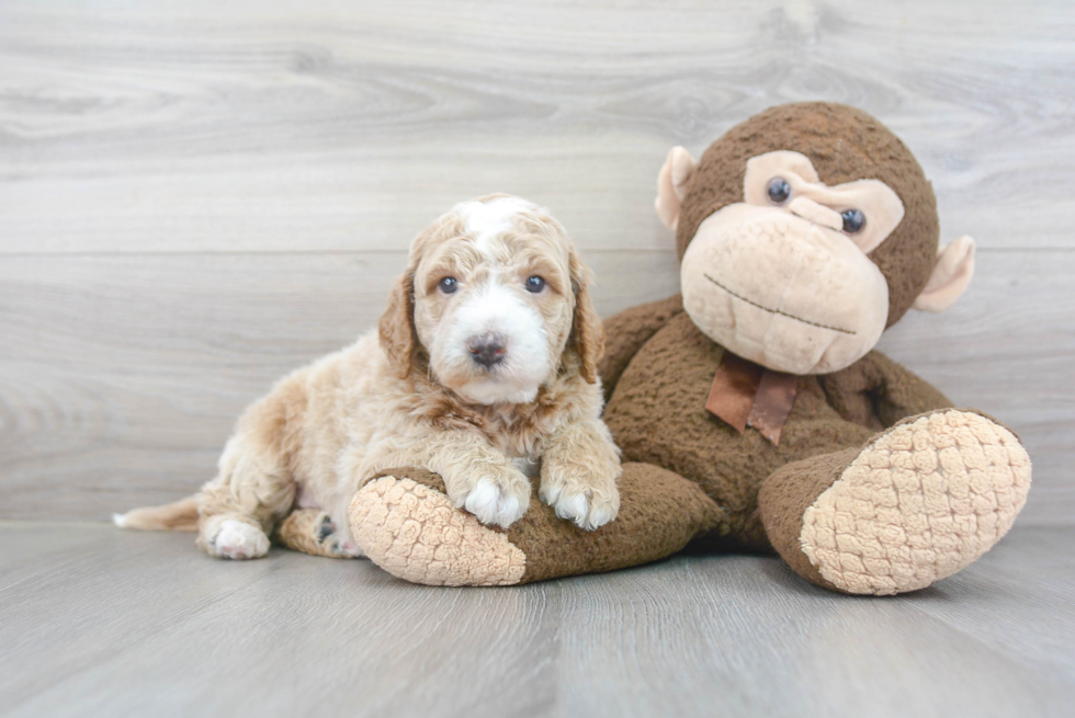 Small Mini Goldendoodle Baby