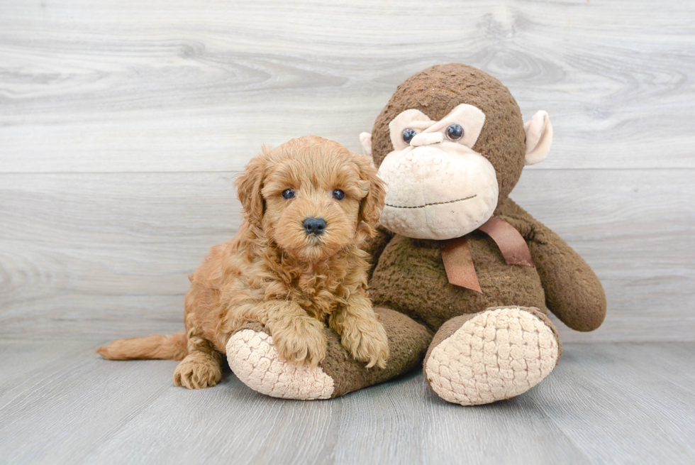 Cute Mini Goldendoodle Baby