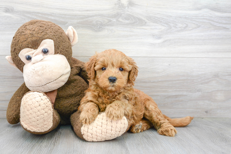 Smart Mini Goldendoodle Poodle Mix Pup