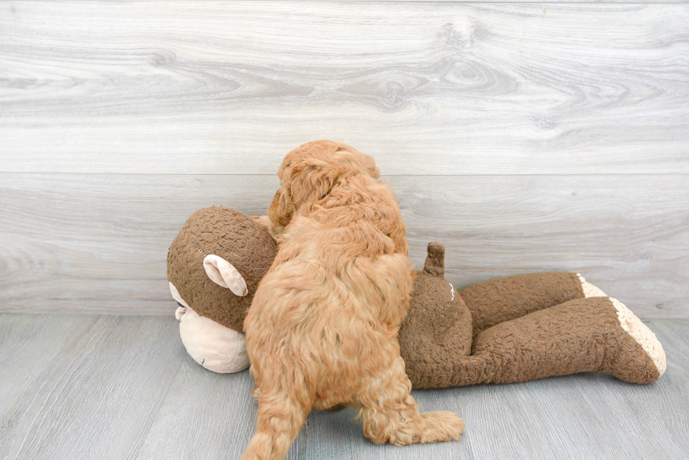 Mini Goldendoodle Pup Being Cute