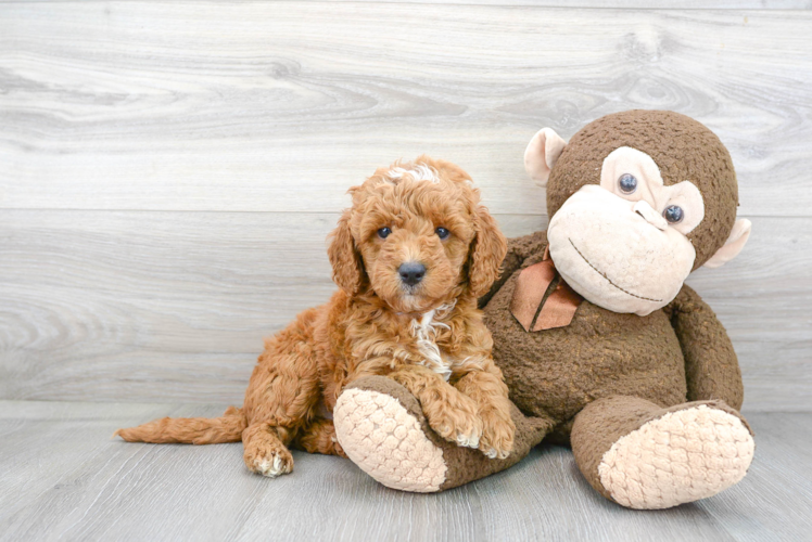 Mini Goldendoodle Puppy for Adoption