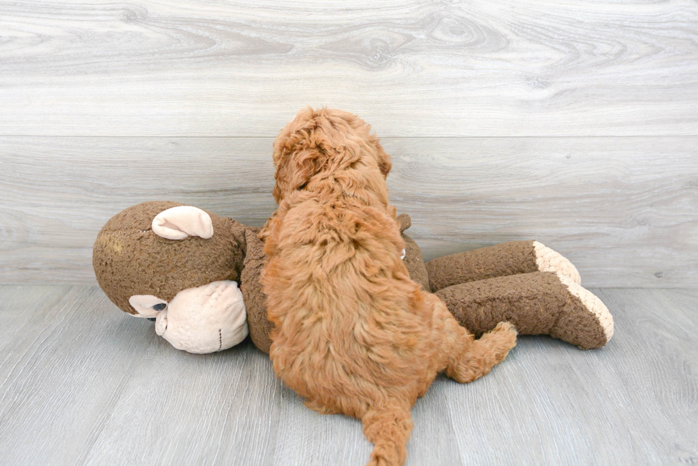 Sweet Mini Goldendoodle Baby