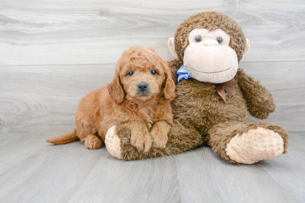 Best Mini Goldendoodle Baby