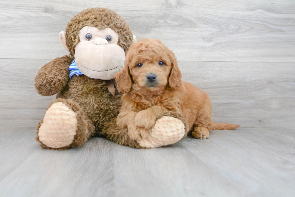 Mini Goldendoodle Puppy for Adoption