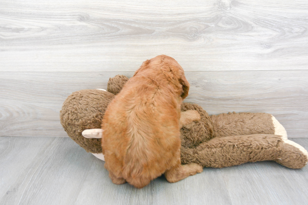 Cute Golden Retriever Poodle Mix Puppy
