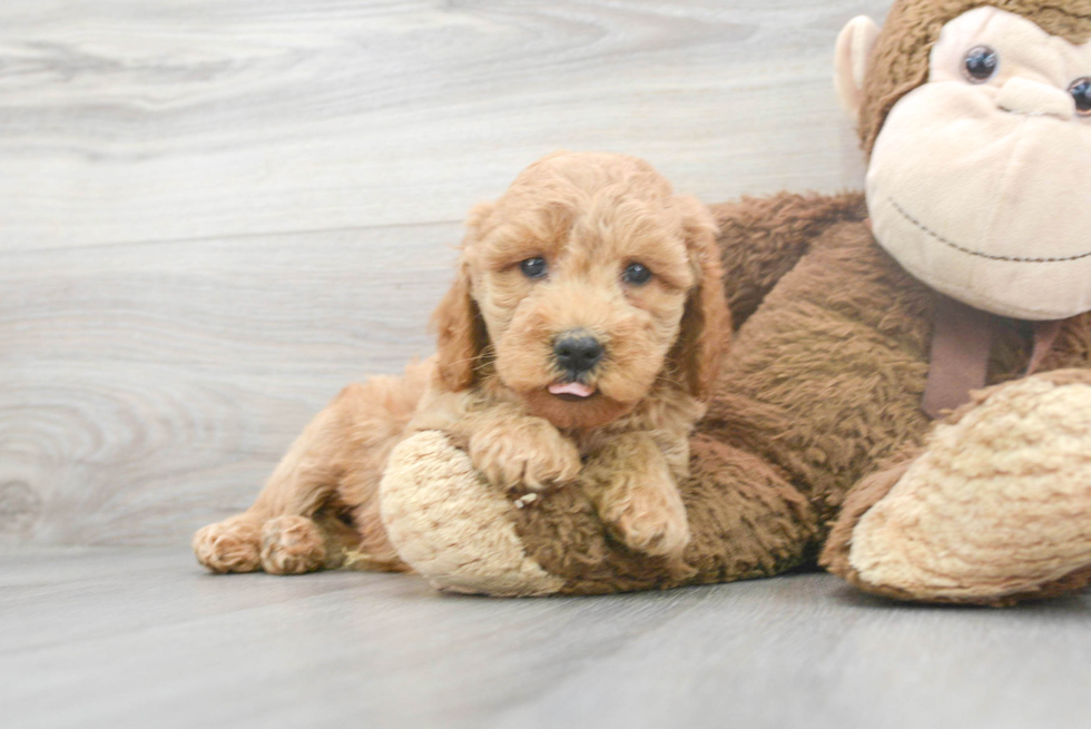 Mini Goldendoodle Puppy for Adoption