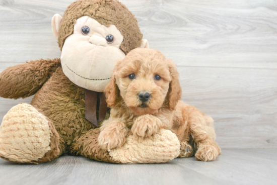 Mini Goldendoodle Puppy for Adoption