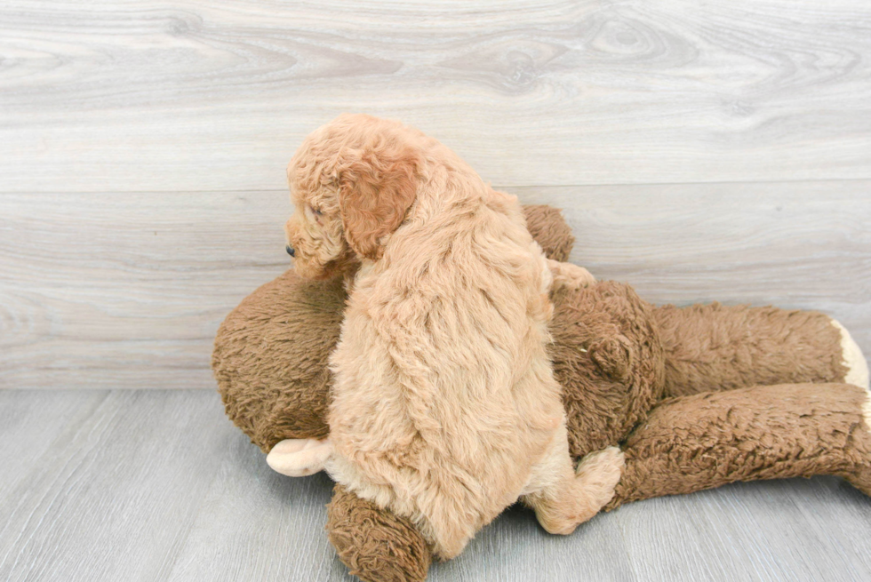 Cute Mini Goldendoodle Baby