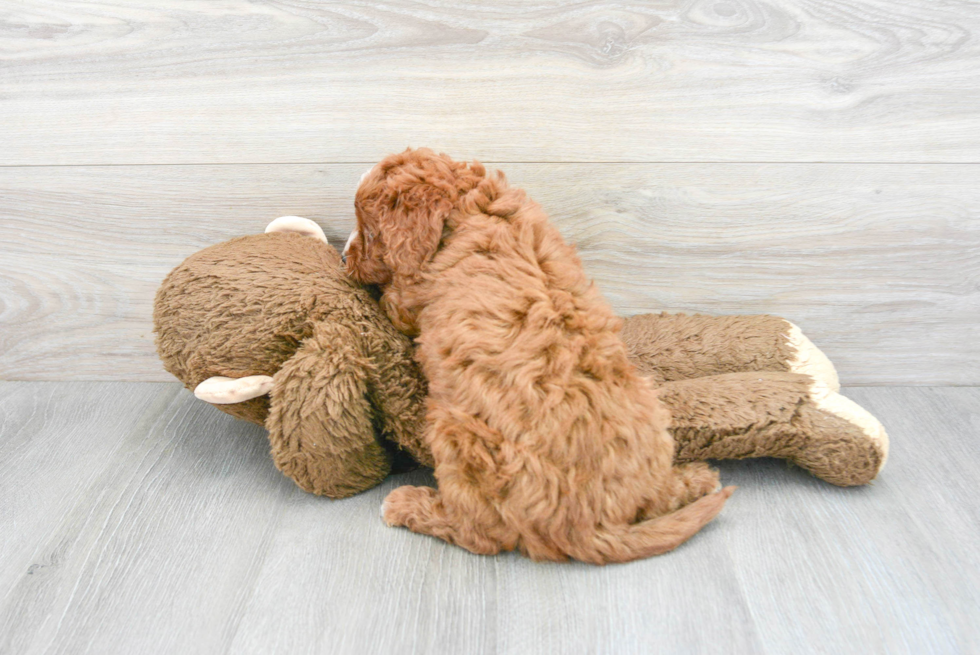 Sweet Mini Goldendoodle Baby