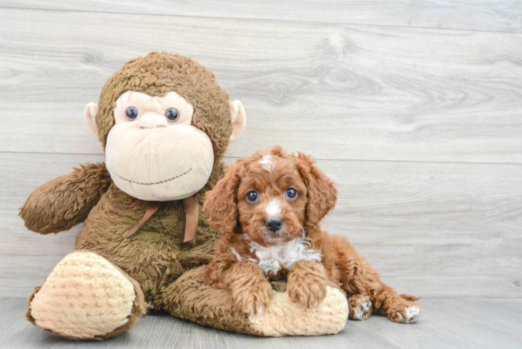 Happy Mini Goldendoodle Baby