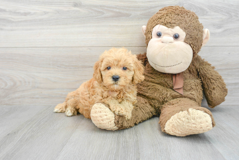 Best Mini Goldendoodle Baby