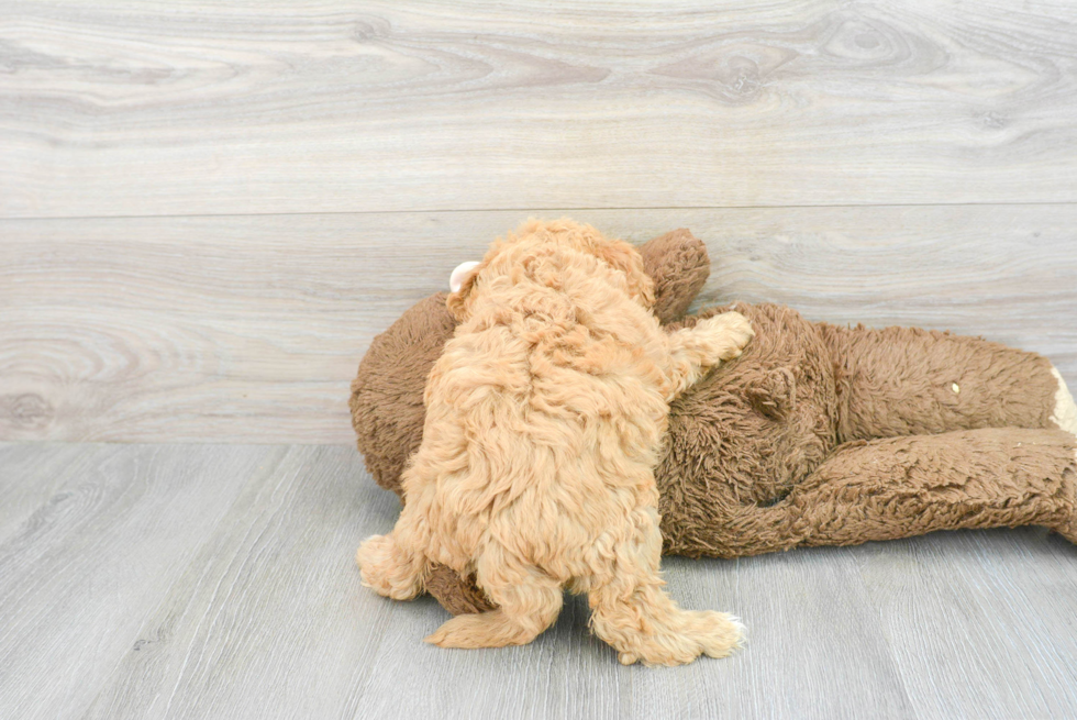 Mini Goldendoodle Pup Being Cute